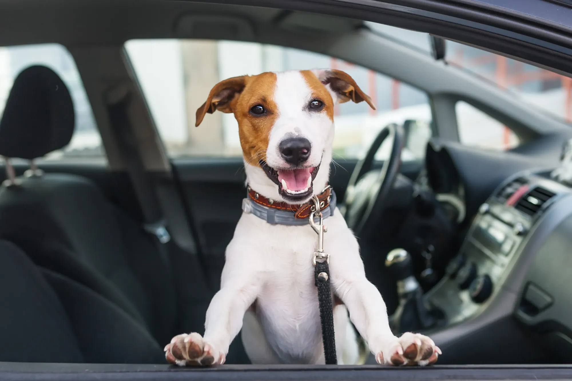 Animal Control San Diego Someone Left Thier Dog in Car