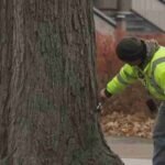 Tree Service in Oak Park, IL