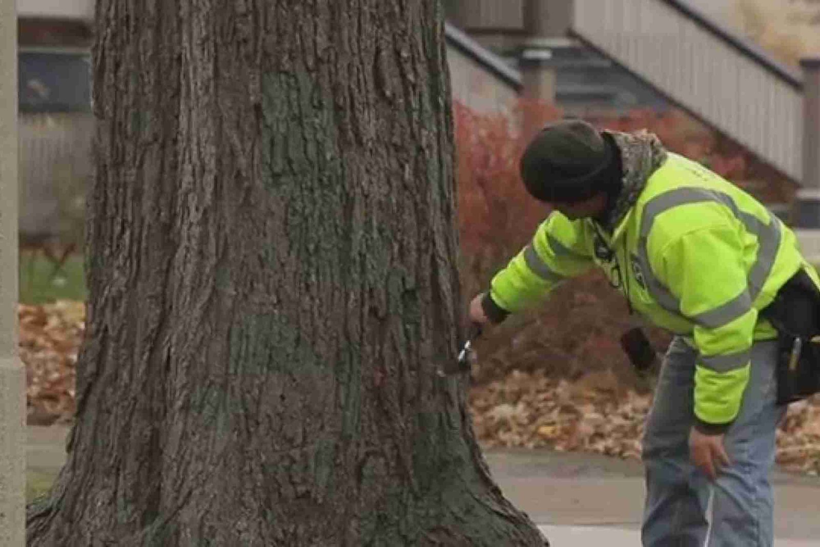 Tree Service in Oak Park, IL